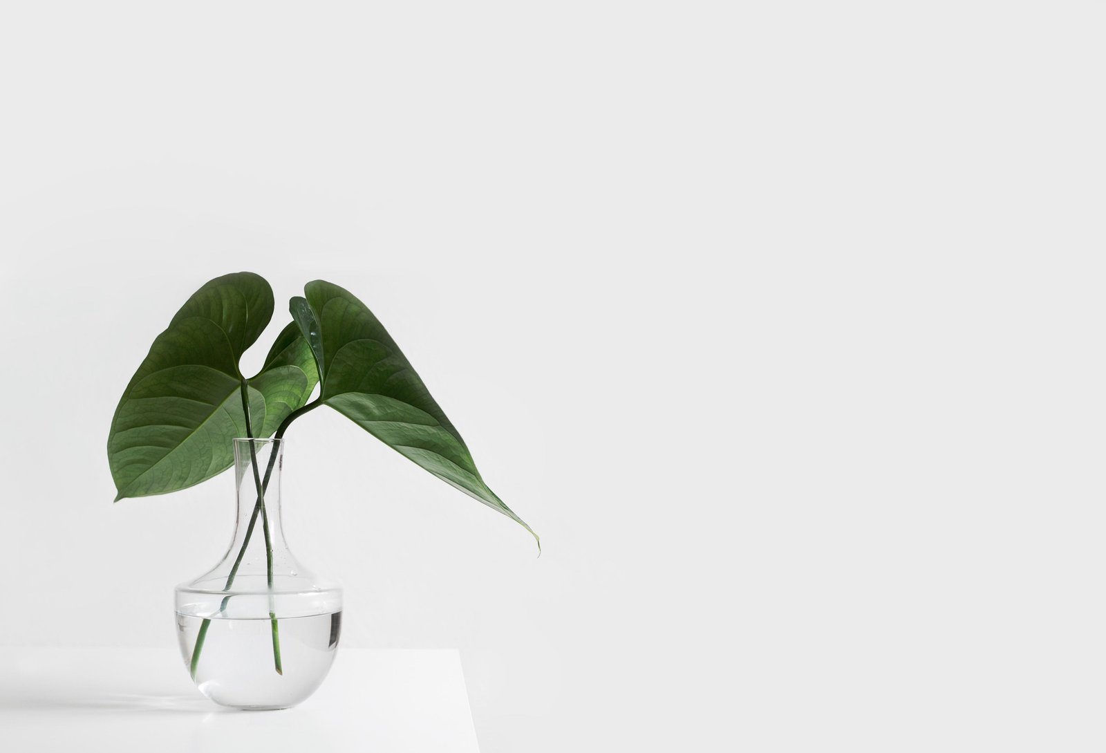 Why Transparent Backgrounds Are Essential for Graphic Design